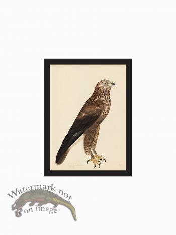 Rudbeck CFA_BF 14 Rough Legged